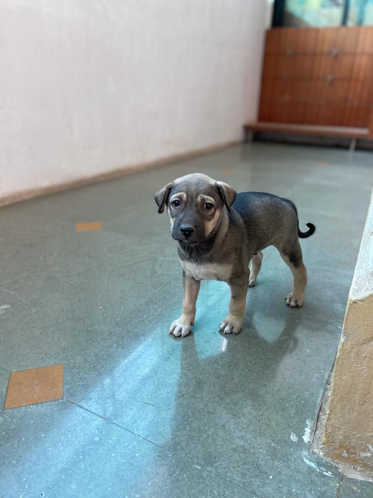 Chalo, rescued from a construction site