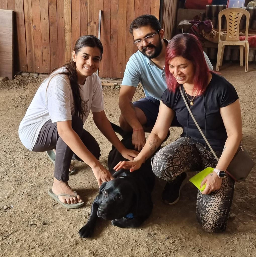 Lily, an abandoned Labrador rescued by Speechless