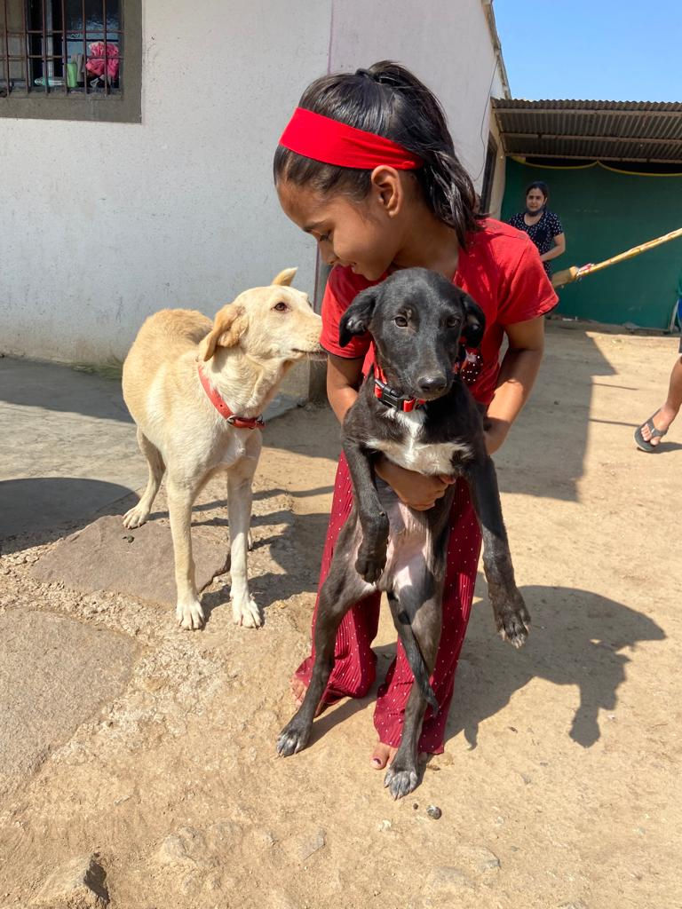 Oreo, found weak on the road and rehomed
