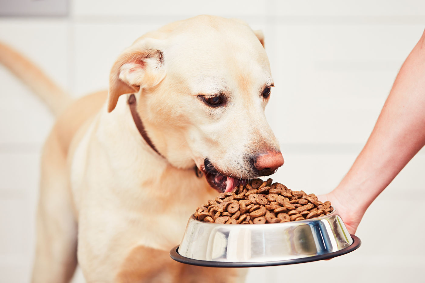 Volunteer feeding stray dogs on the street