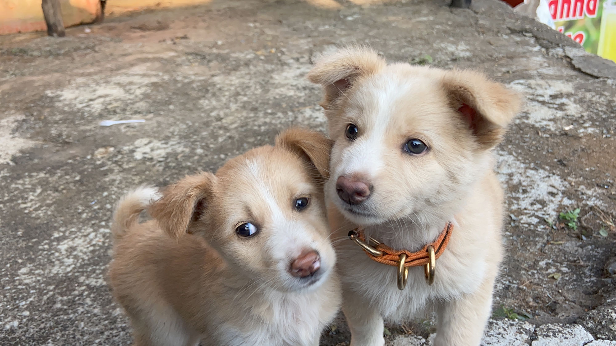 Two rescued street puppies looking up at the camera