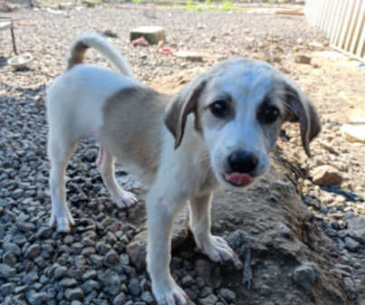 Angel, a indie available for adoption in Pune