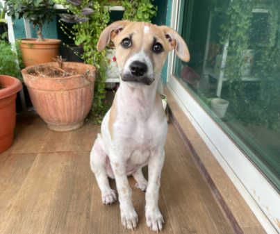 Ava, a indie available for adoption in Pune
