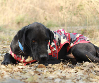 Bageera, a rescued Labrador