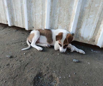 Bubble, a indie available for adoption in Pune