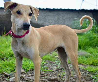 Butter, a young Indie puppy