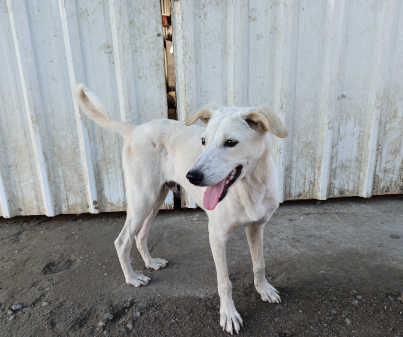 Cheese, a indie available for adoption in Pune