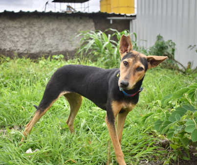 Ellie, a indie available for adoption in Pune
