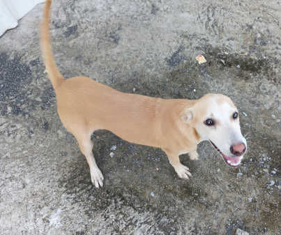 Frito, a indie available for adoption in Pune