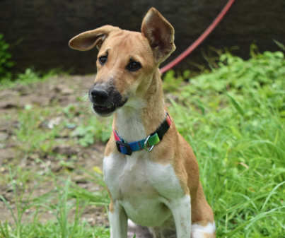 Ginger, a indie available for adoption in Pune