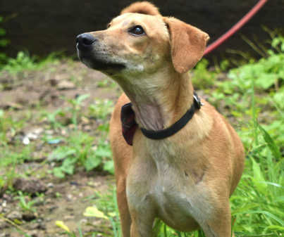 Jimmy, a indie available for adoption in Pune