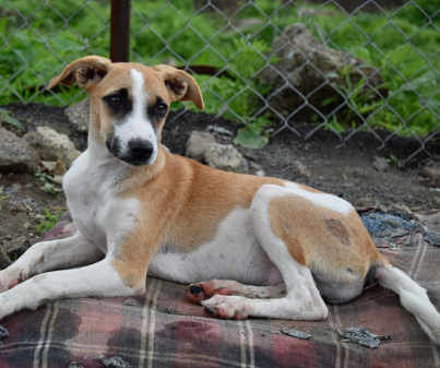 Mini, a indie available for adoption in Pune