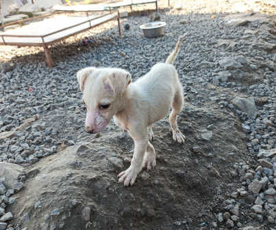 Momo, a young Indie puppy