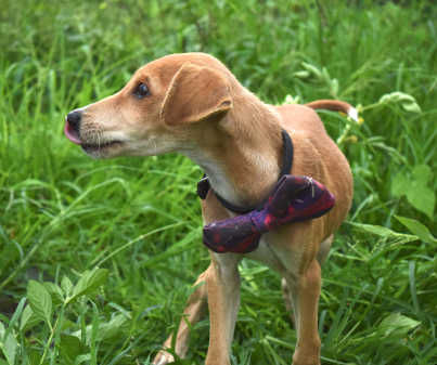 Pluto, a indie available for adoption in Pune