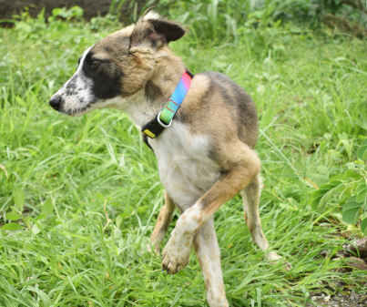 Sam, a indie available for adoption in Pune
