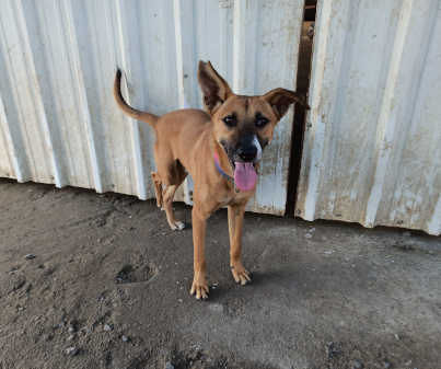 Veer, a young Indie puppy