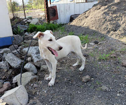 Wednesday, a indie available for adoption in Pune