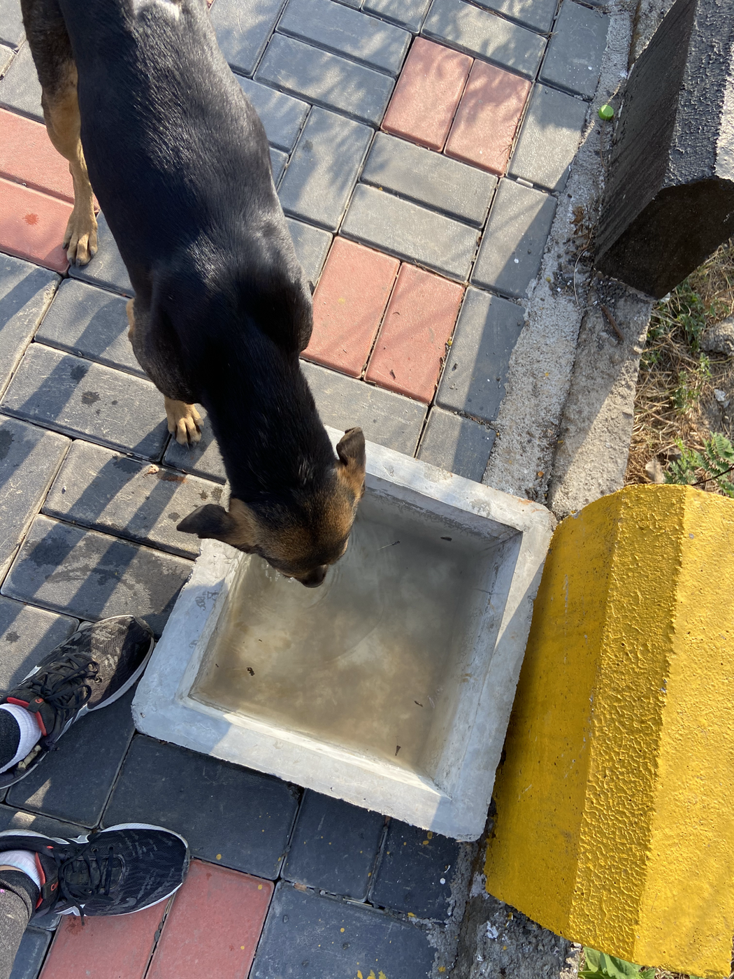 Clean water bowl installed for street animals